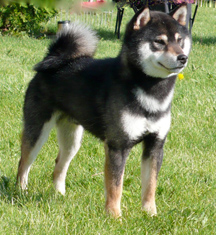 black and tan shiba inu puppy for sale