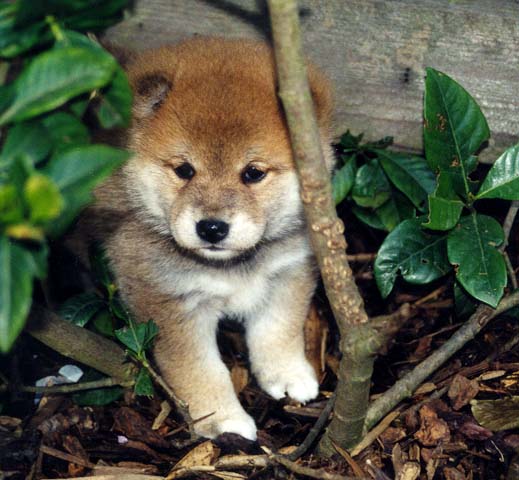 sesame shiba inu breeders