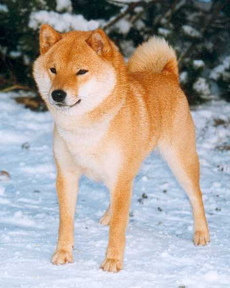 National Shiba Club Of America