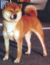 Shiba Inu Color Chart