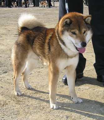 National Shiba America