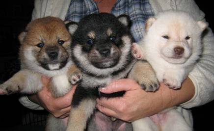 Rare Shiba Inu Colors