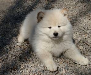 fluffy shiba inu puppy